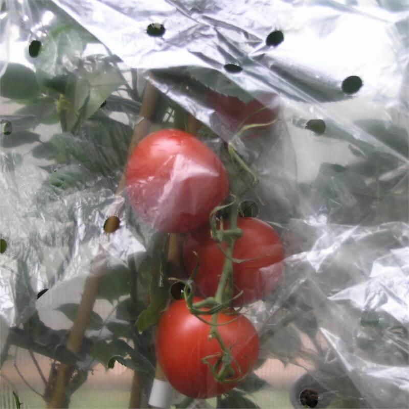 Schutz für die Tomaten am Strauch, ideales Wachstum